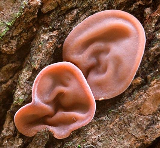 Auricularia judas